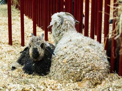 I went on a quest to find the cutest animal at the Kentucky State Fair&nbsp;