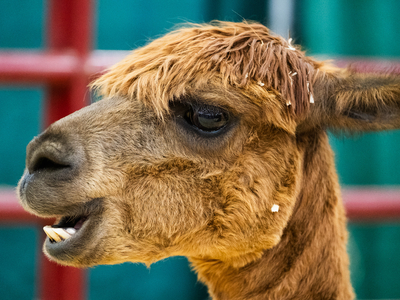 I went on a quest to find the cutest animal at the Kentucky State Fair&nbsp;