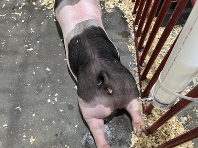 I went on a quest to find the cutest animal at the Kentucky State Fair&nbsp;