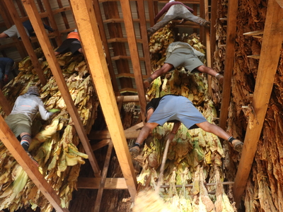 Men stand on rails inside the barn feet above the ground.