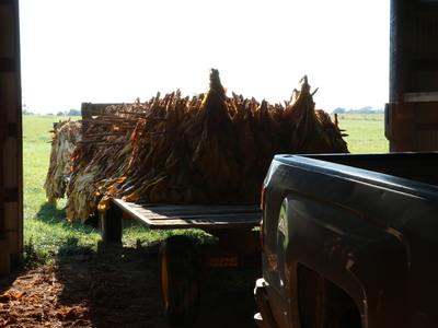 A cart brings tobacco into the barn.