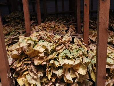Burley tobacco hangs from the rafters.