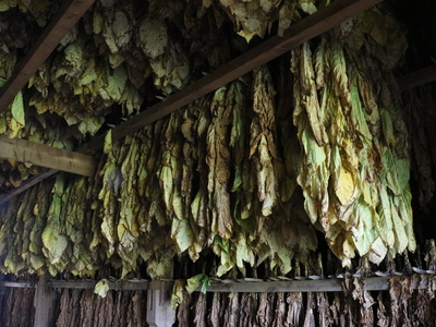 Burley tobacco hangs from the rafters.