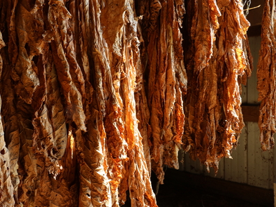 Brown, dried tobacco hangs in the barn.