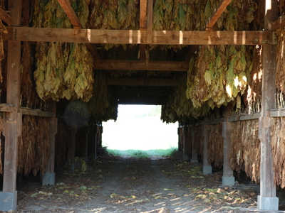 Inside a tobacco barn.