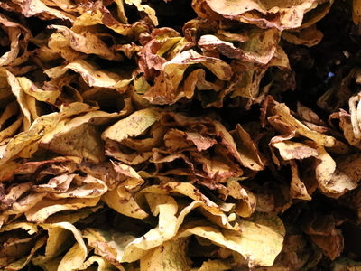 Burley tobacco hangs from the rafters.