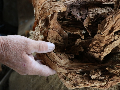 Anderson picks up cured tobacco by hand.