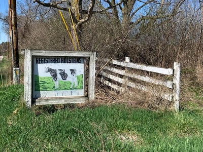 A weathered roadside sign reads "Registered Holsteins" with illustrations of cows, next to an old white wooden fence and overgrown grass and brush.
