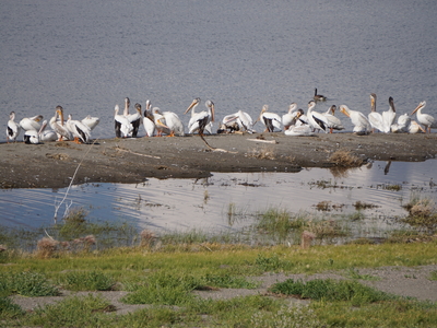 Upstream solutions lead to downstream problems for Tribal plants and animals