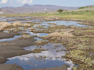 Upstream solutions lead to downstream problems for Tribal plants and animals