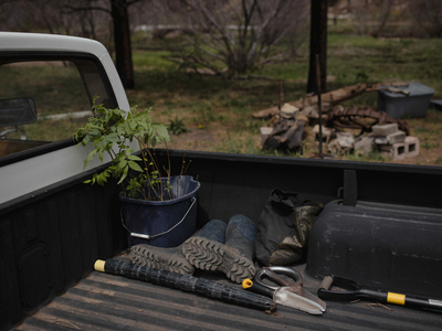 Tree seedlings and tools in the back of Erika Larsen's pickup truck