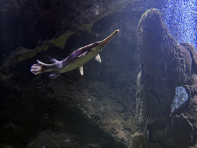 An alligator gar swims in an aquarium at the Tunica Riverpark and Museum in Tunica, Mississippi. (Photo: Karen Pulfer Focht for The Tennessee Lookout)