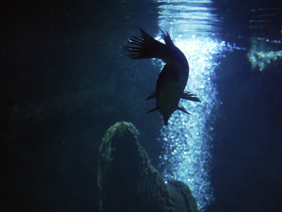 Fish, a gar and a catfish, both native to the Mississippi River swim in an aquarium at the Mississippi River Museum in Tunica, Mississippi on Feb, 7, 2025 (© Karen Pulfer Focht)