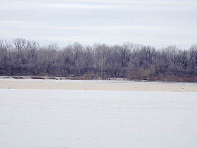 The Mississippi River on Feb. 7, 2025. If it receives funding, the Hatchie-Loosahatchie Mississippi River Ecosystem Restoration project would restore wetland habitats of species like the alligator gar, a natural predator for invasive carp. (Photo: Karen Pulfer Focht for The Tennessee Lookout)