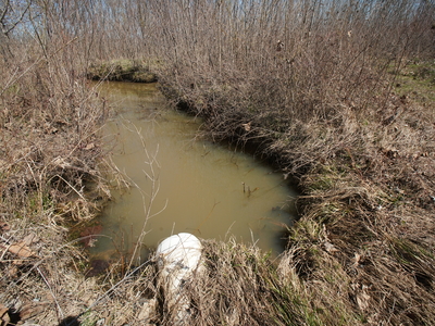 Environmental consulting firm EnSafe used ditches formerly dug by farmers to ensure water collects on restored wetlands in Shelby County, Tenn. The company created what is now a protected wetlands mitigation bank in 2018. (Photo: Karen Pulfer Focht for Tennessee Lookout)
