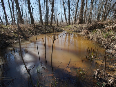 Water collects among trees at the West Tennessee Wetlands Mitigation Bank — a wetland restored from its former days as farmland — near the Loosahatchie River in Shelby County, Tenn. on March 11, 2025. (Photo: Karen Pulfer Focht for Tennessee Lookout)