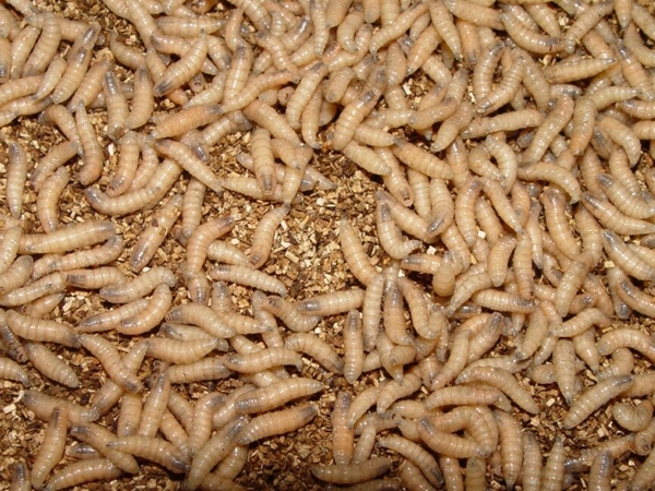 What you need to know about the flesh-eating New World screwworm
