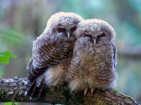 The feds no longer protect endangered species habitat. States say they can’t pick up the slack.