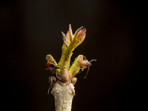Mice may drive Lyme disease more than deer