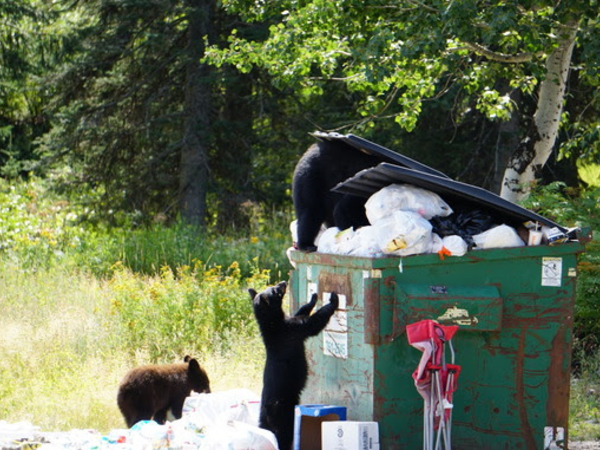 Bear killings skyrocket as garbage, birdfeeders draw them into conflict
