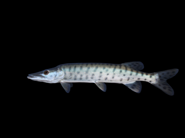 South Dakota wildlife officials try to let anglers keep large muskies, but anglers say no thanks