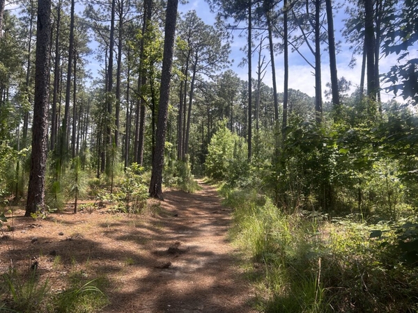 Historic plantation among 1,700 acres in conservation projects SC considers buying