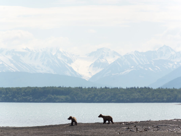After legal challenge, Alaska judge approves state’s revised bear cull in Southwest Alaska