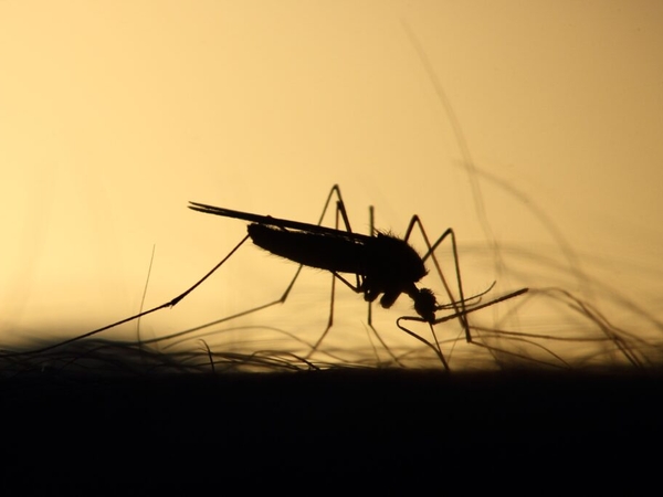 Southwest Idaho resident contracts meningitis from West Nile Virus infection, health officials say