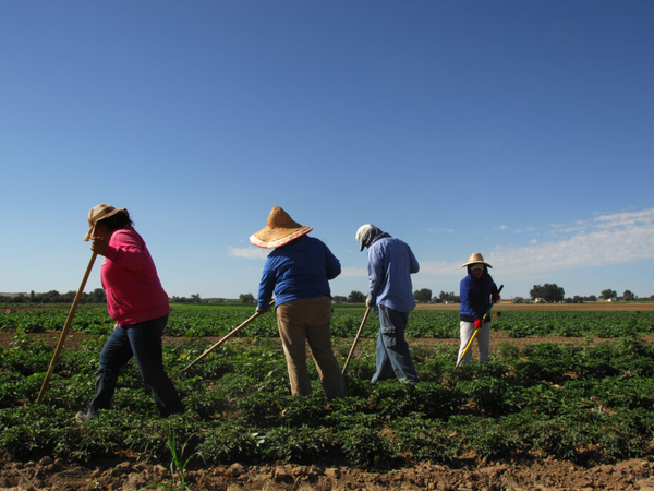 Idaho farmers can band together to buy cheaper health insurance through Farm Bureau deal