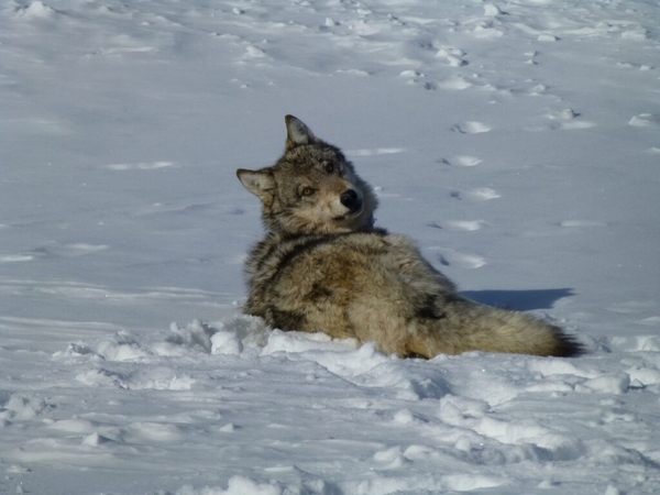 State officials say Idaho’s wolf population dropped by about 100 wolves to 1,129
