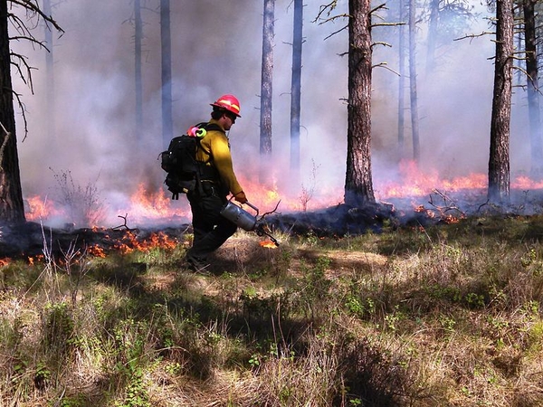 University of Iowa researchers track worsening surface ozone pollution from wildfires