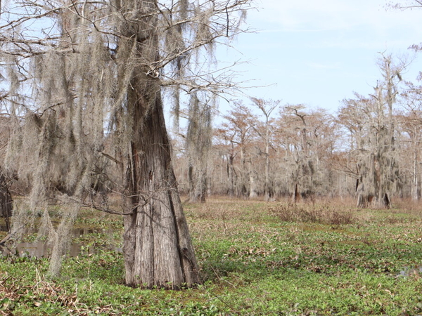 Louisiana doubles money available to nonprofits for conservation work