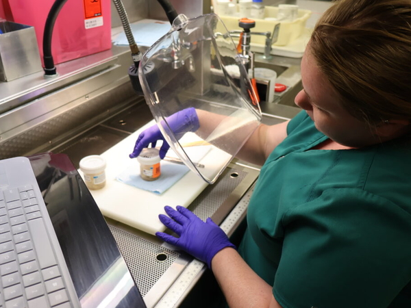 Inside the fight against ‘zombie deer disease,’ scientists confront changing politics