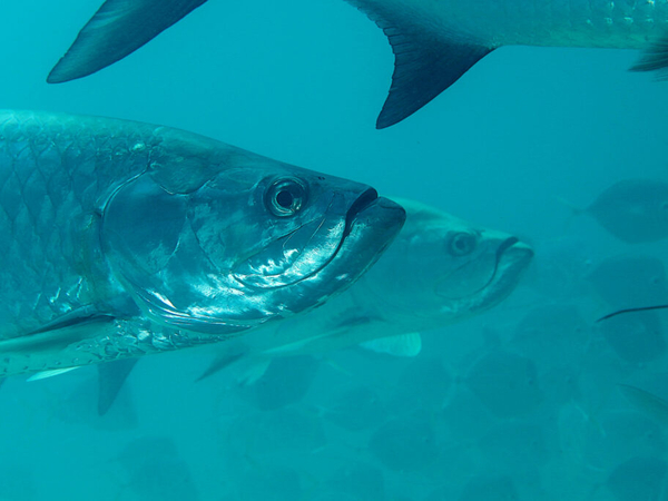 Gov. Landry tosses proposal to increase tarpon regulation 