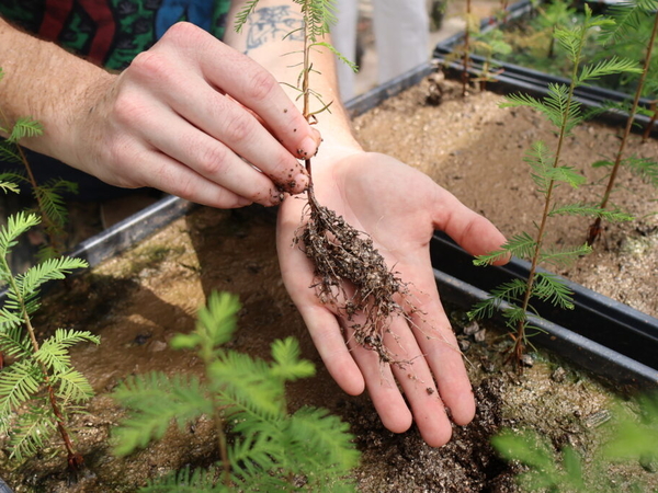 Recycled glass and salt-loving bacteria are helping scientists bring back coastal cypress