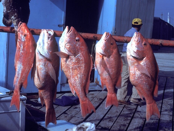 Louisiana expands red snapper limits for Fourth of July weekend