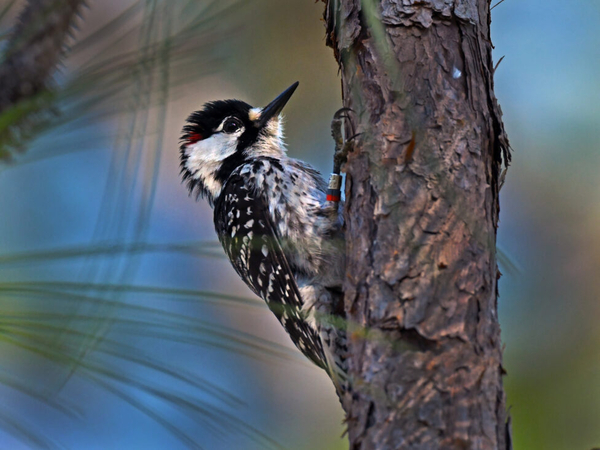 Conservationists worry Endangered Species Act changes could threaten recovery efforts