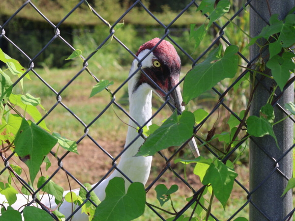 Whooping cranes are on the cusp of a comeback story. Could Trump policy change the ending?