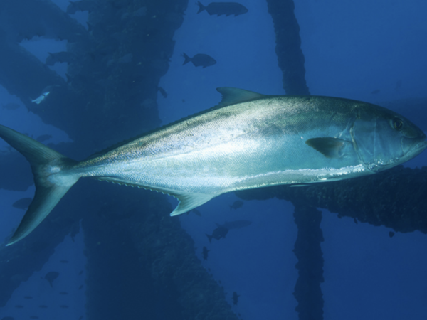 Louisiana ends amberjack season for recreational fishermen