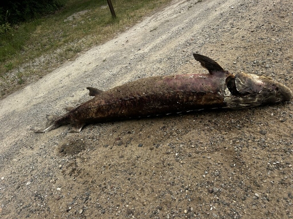 Northern Michigan lawmaker calls for stricter penalties on Lake Sturgeon poaching
