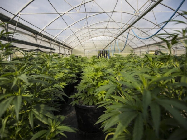 Ayotte vetoes bill to expand cultivation of medicinal marijuana