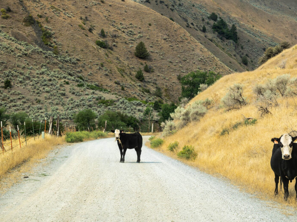 Conservationists sue feds over plan to allow cattle grazing on 24 million western acres