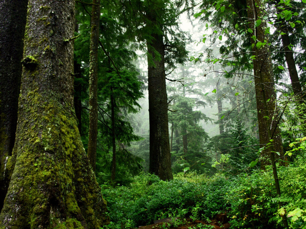 Climate Commission proposes bigger goals for storing planet-warming gas in Oregon lands, waters
