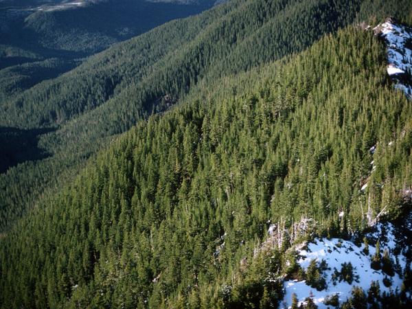 Trump administration advances plan to rescind protections for nearly 45 million wild acres