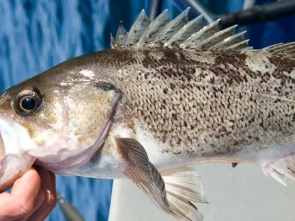 Oregon researchers journey into Pacific for clues about disappearance of old, female rockfish