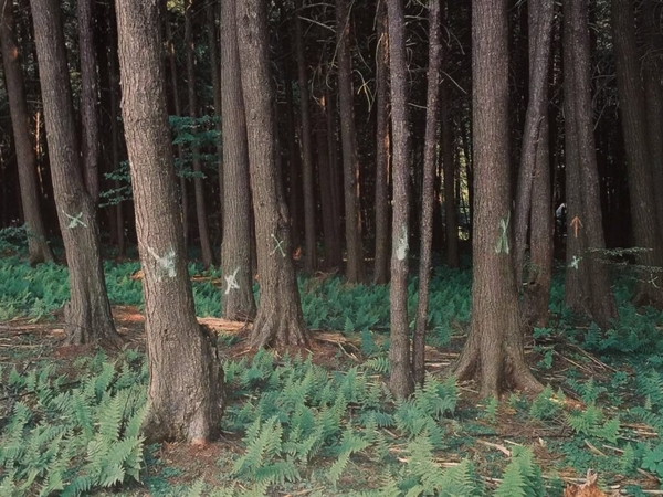 Remembering Flight 93 through the lens of healing