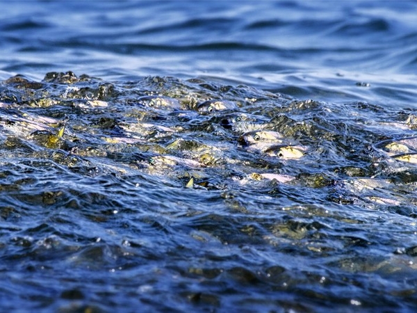 After years of effort, Chesapeake Bay-specific menhaden population study gets funding
