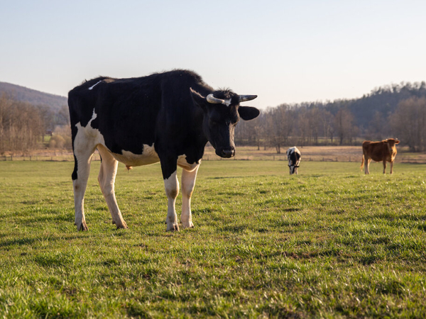 Spanberger declares state of emergency as drought strains Virginia farmers