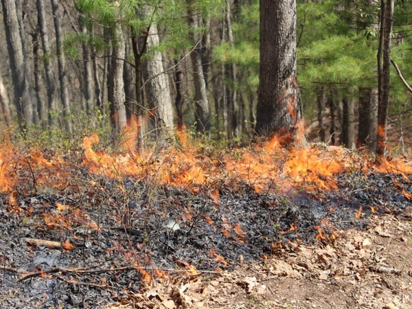 USDA advances Roadless Rule repeal; advocates, lawmakers say it puts 400,000 acres in Va. at risk