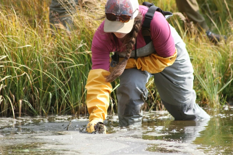 Kelsee Hurshman, harmful cyanobacteria program coordinator for the Wyoming Department of Environmental Quality, lunges to grab a sample of potentially toxic water from a cove of Upper Brooks Lake in September 2023. Seasonal blooms of dense algae plague the small subalpine watershed that's butted up against the Continental Divide. (Mike Koshmrl/WyoFile)